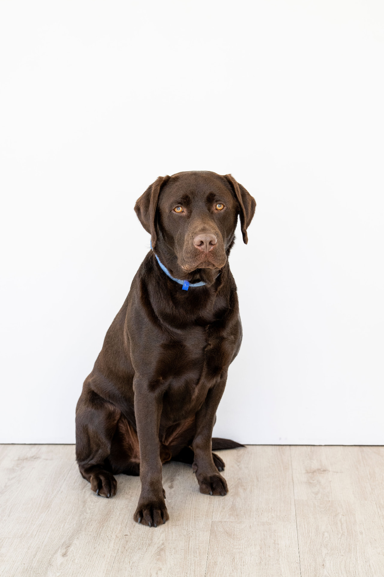 Bruno, the resident dog at The Moore Centre